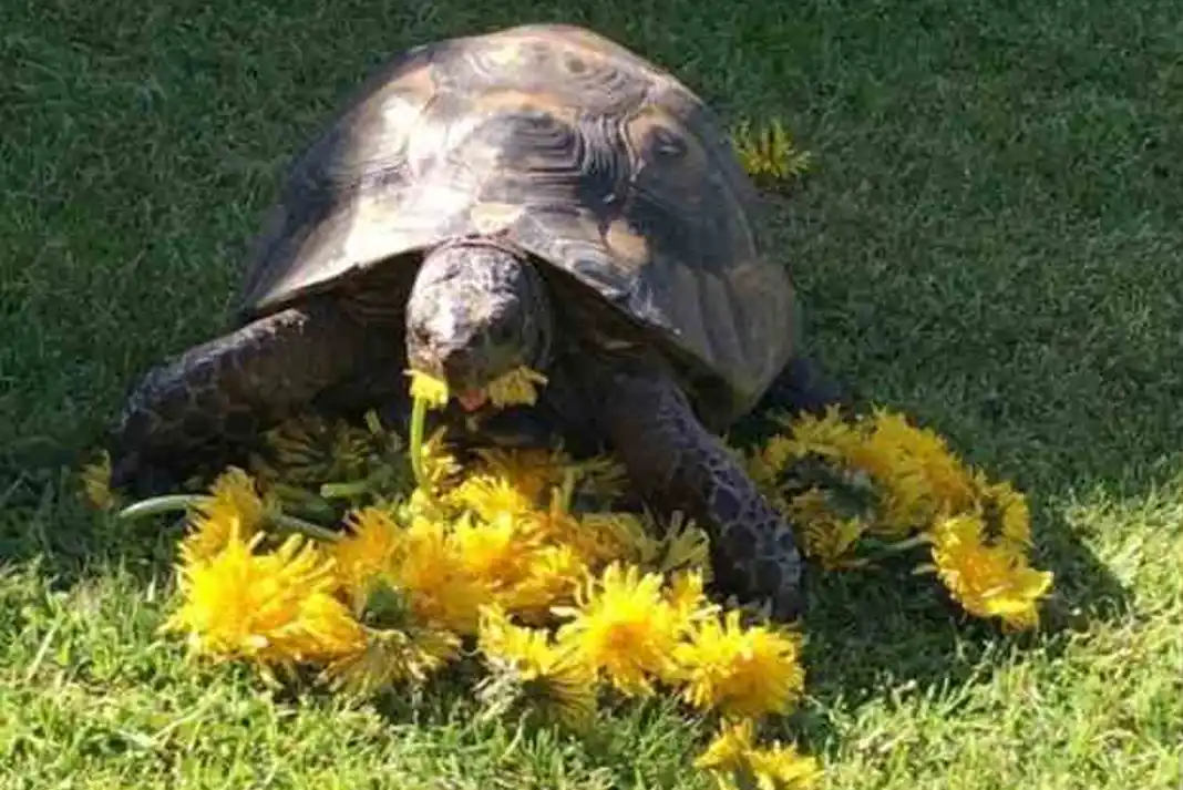 a tortoise George chewing on flowers